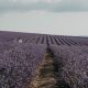 regenerative agriculture