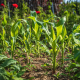 thriving garden
